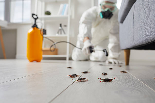 Commercial Kitchen Cockroach Control in Alton